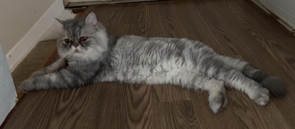 Enlarge Stormi, a Adoptable Persian in Vienna , VA image 2/6