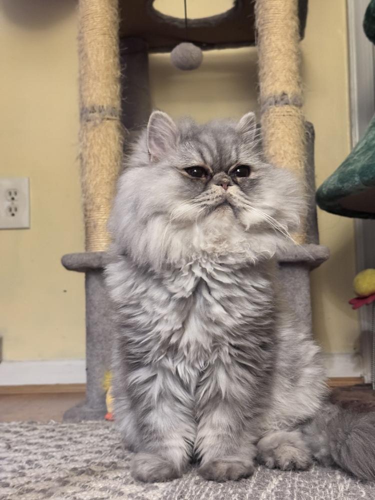 Enlarge Stormi, a Adoptable Persian in Vienna , VA image 3/6
