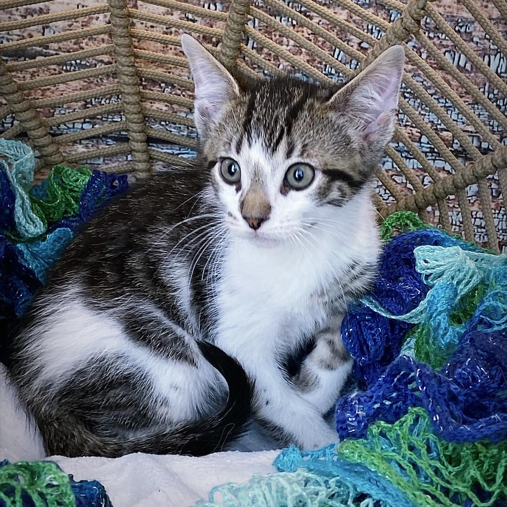 Jiffy, Adoptable, Kitten Male Domestic Short Hair.