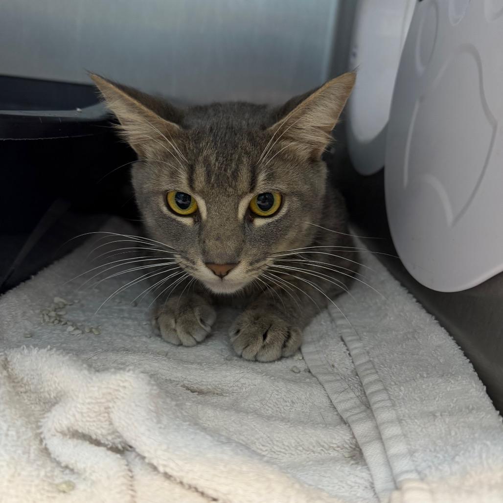 Peppers, Adoptable, Young Male Domestic Short Hair & Domestic Short Hair.