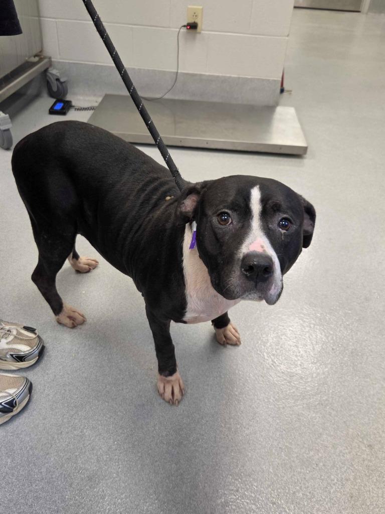 Jasmine, Adoptable, Adult Female Pit Bull Terrier & Mixed Breed.