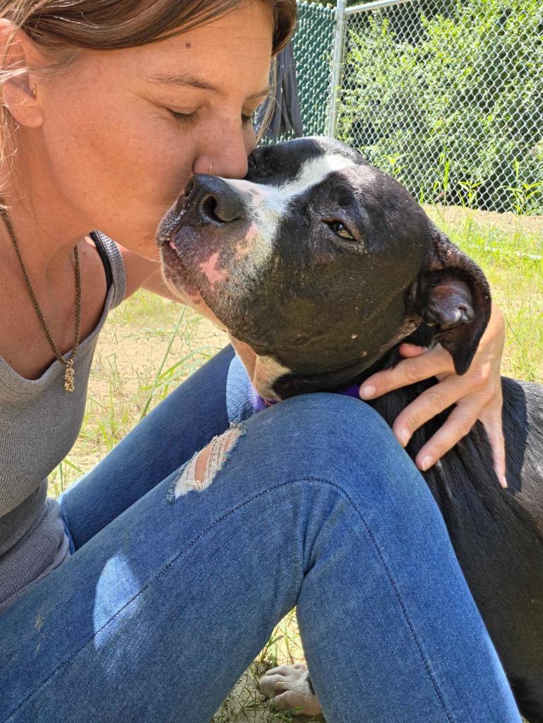 Enlarge Jasmine, a Adoptable mixed breed in Chillicothe, OH image 2/3