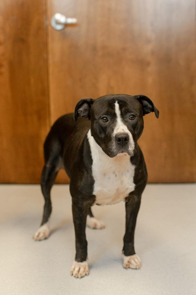 Enlarge Jasmine, a Adoptable mixed breed in Chillicothe, OH image 3/3