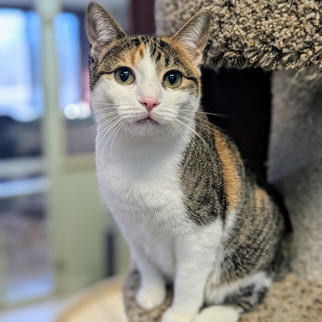 Enlarge Scarlett, a Adoptable Domestic Short Hair in Buffalo, NY image 1/1