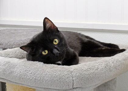 Nova, Adoptable, Young Female Domestic Short Hair & Domestic Short Hair.