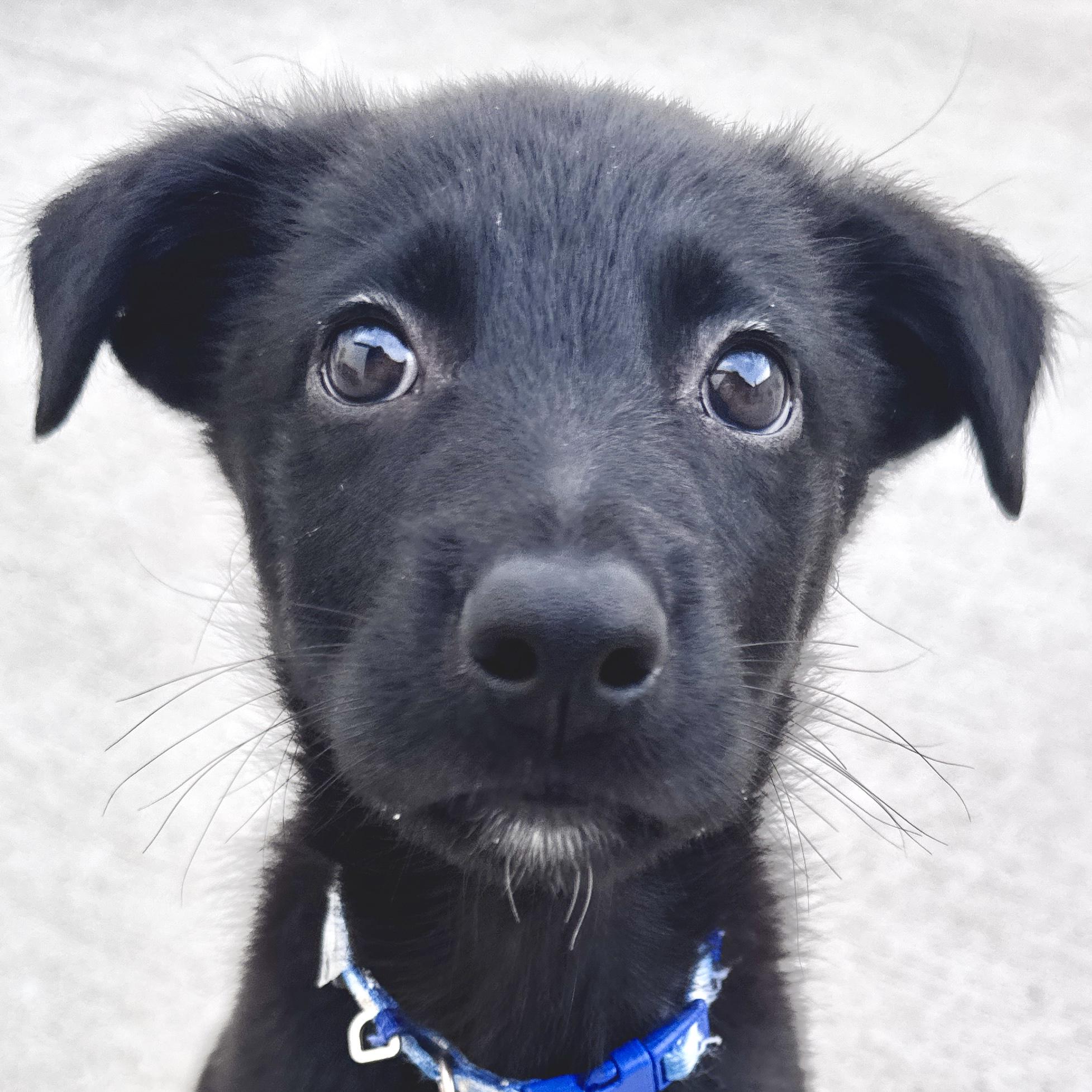 Linus, adoptable, Puppy Male Retriever & Mixed Breed.