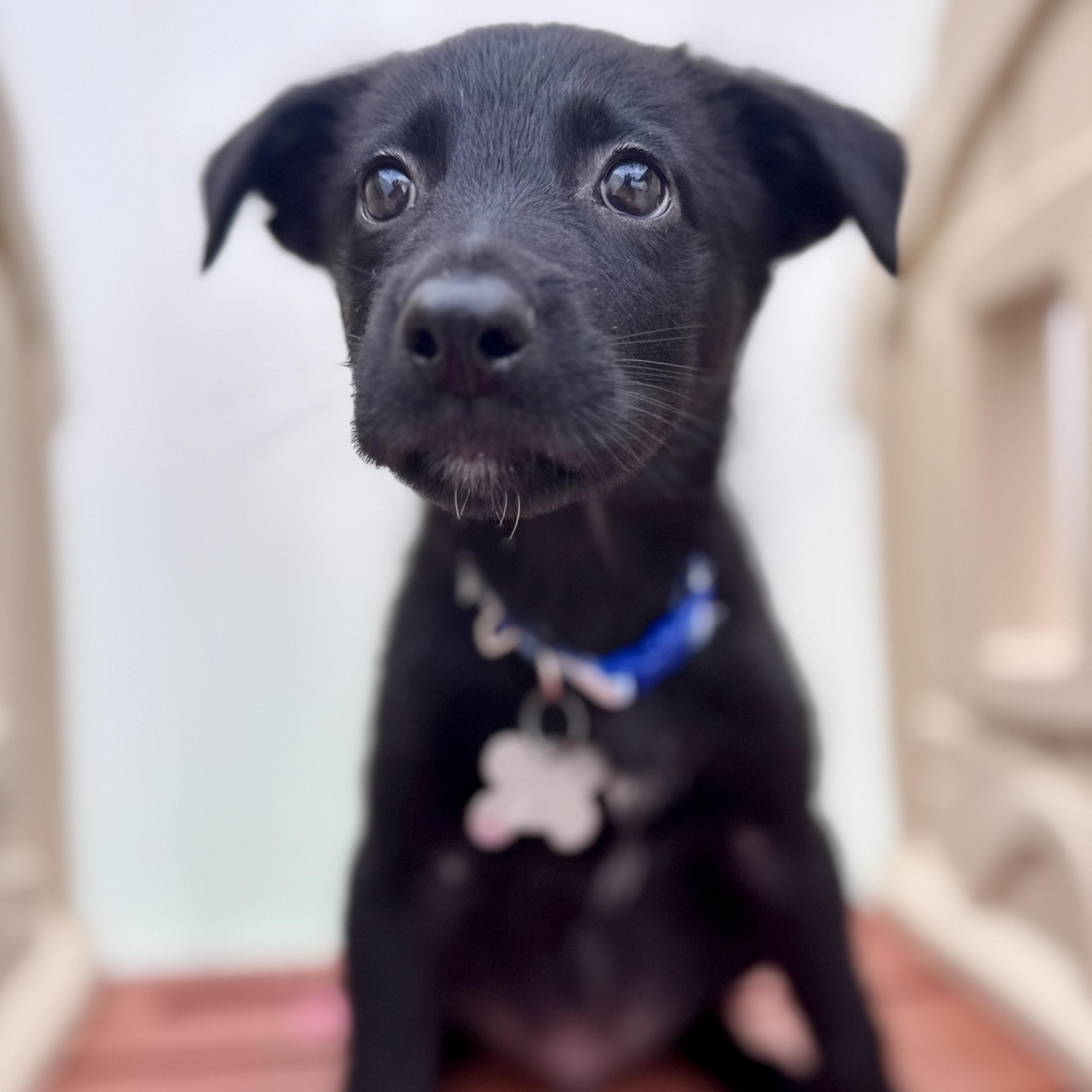 Linus, an adoptable mixed breed in Palatine, IL image 3/4