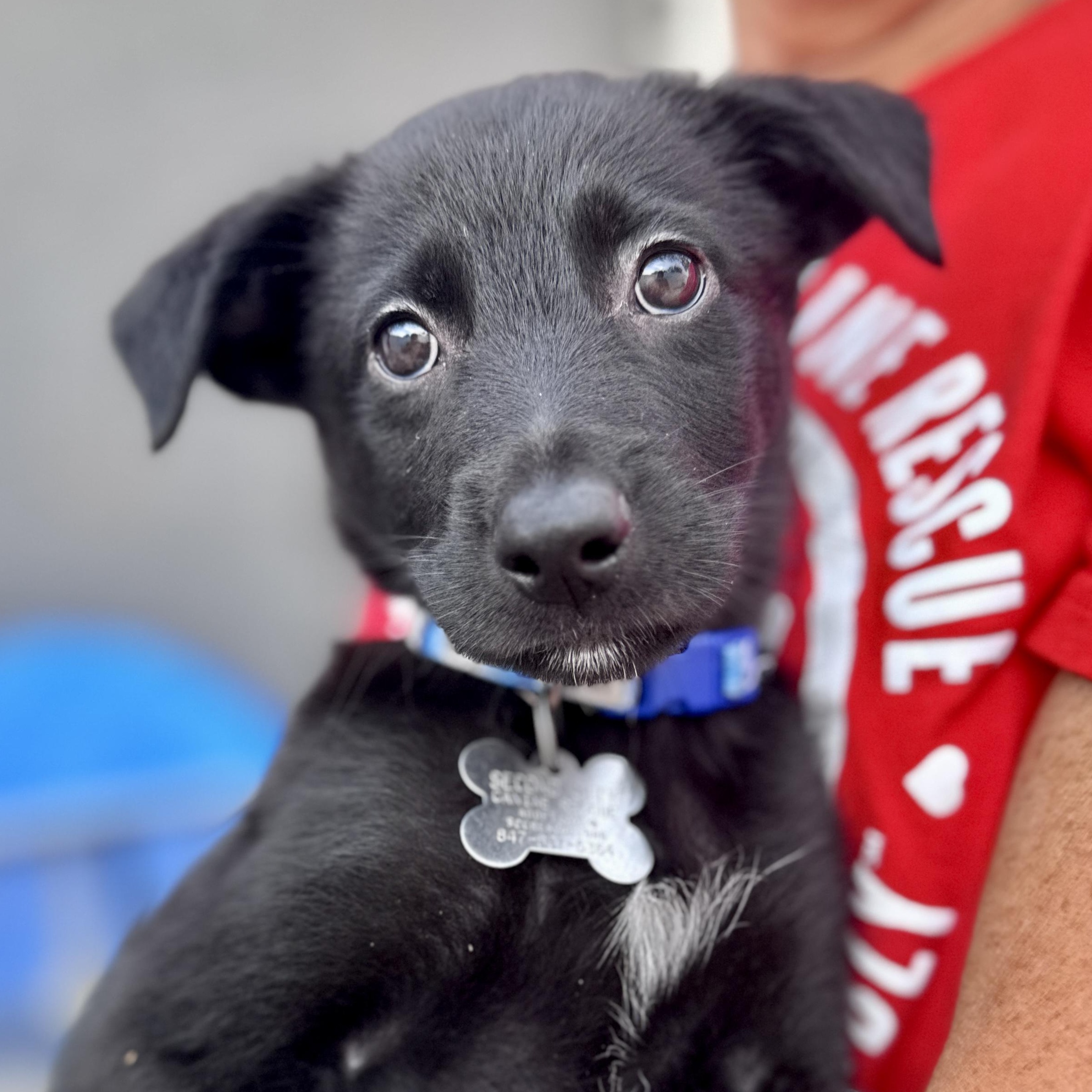 Linus, an adoptable mixed breed in Palatine, IL image 2/4