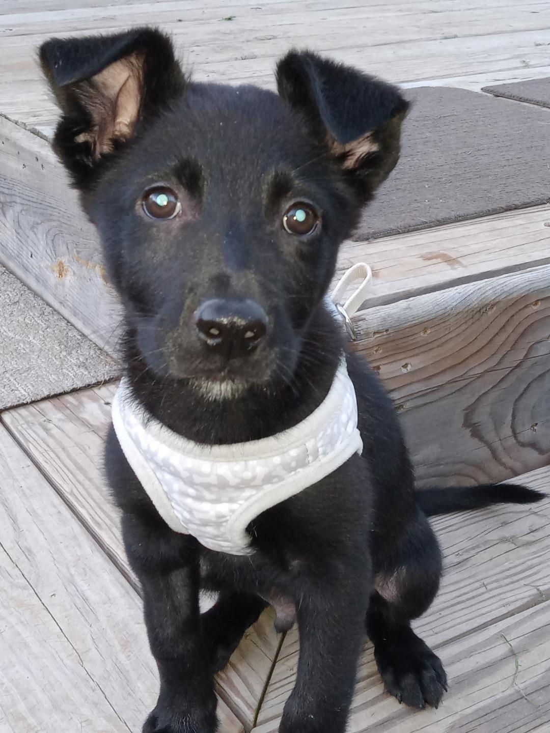 Linus, adoptable, Puppy Male Retriever & Mixed Breed.