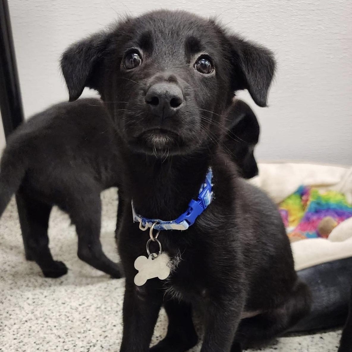 Linus, an adoptable mixed breed in Palatine, IL image 4/4