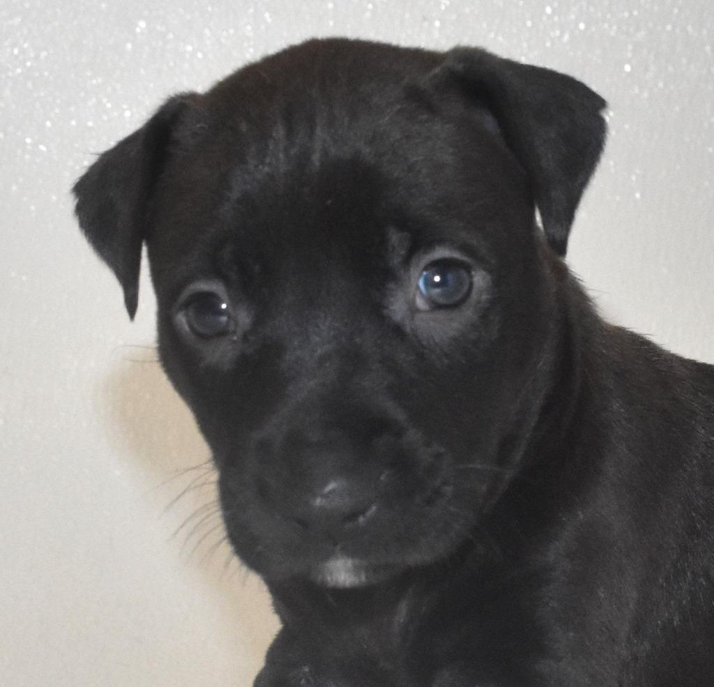 Enlarge Bubblywhisk, a Adoptable Terrier in Springfield, OH image 1/5