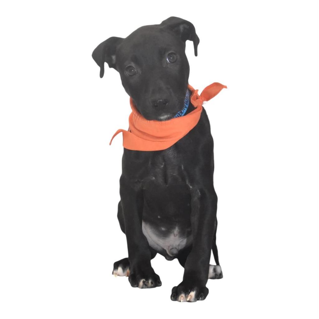 Enlarge Bubblywhisk, a Adoptable Terrier in Springfield, OH image 2/5
