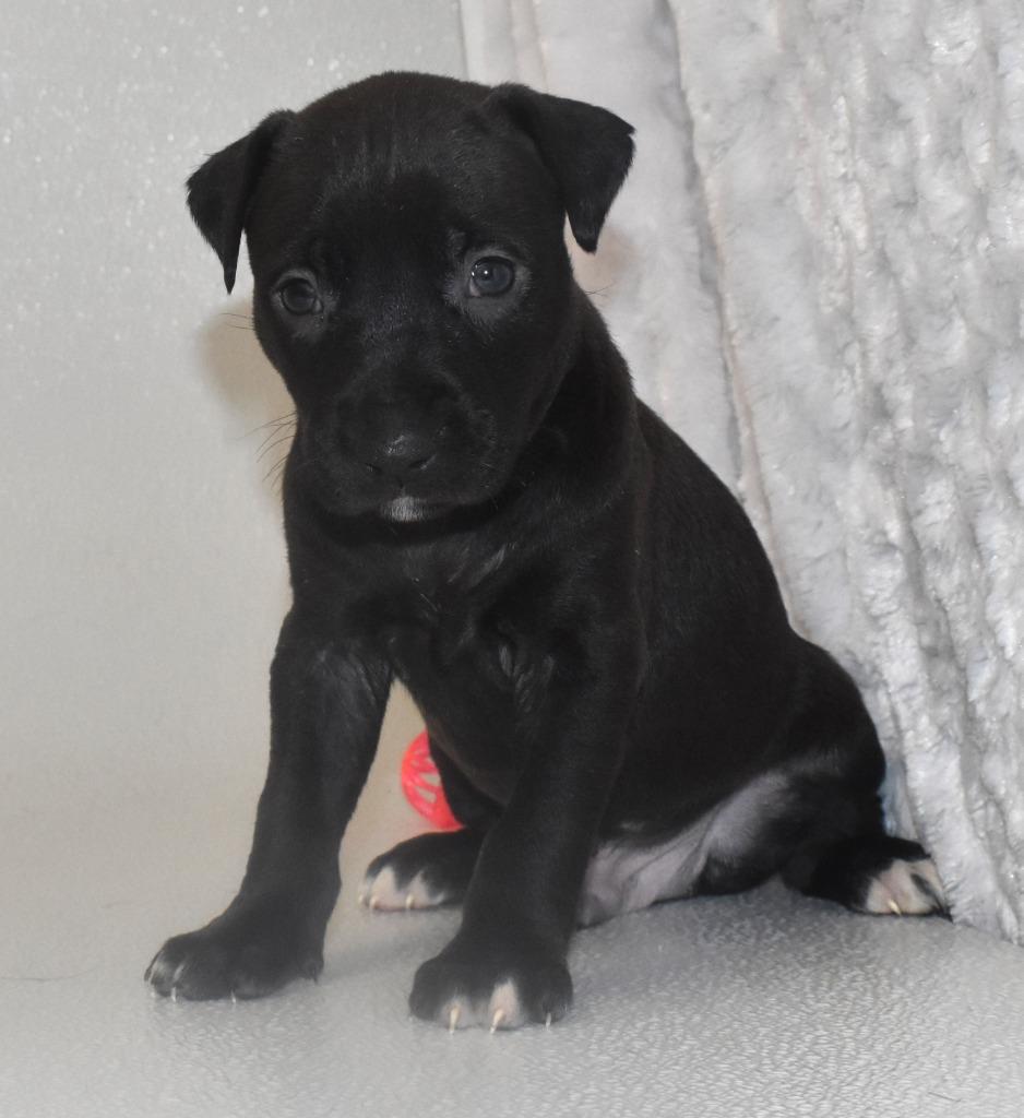 Enlarge Bubblywhisk, a Adoptable Terrier in Springfield, OH image 3/5