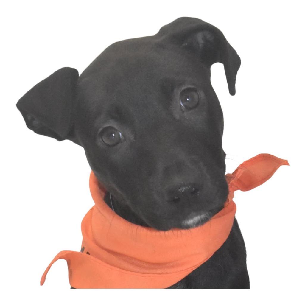 Enlarge Bubblywhisk, a Adoptable Terrier in Springfield, OH image 5/5