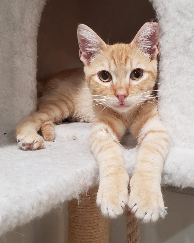 Ricky (bonded with Rosie), adopted, Young Male Domestic Short Hair.