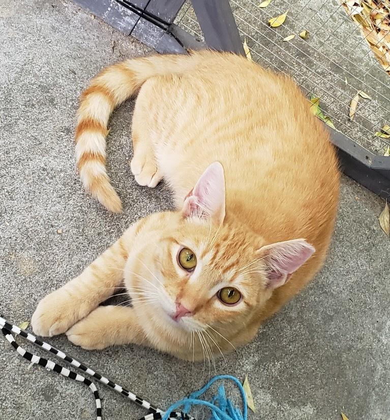 Enlarge Ricky (bonded with Rosie), an adopted Domestic Short Hair in Redwood City, CA image 5/5