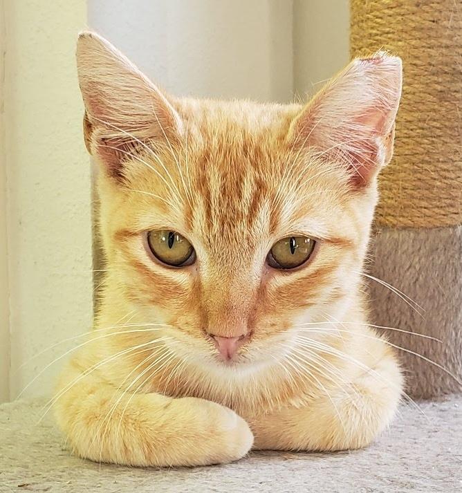 Enlarge Ricky (bonded with Rosie), an adopted Domestic Short Hair in Redwood City, CA image 2/5