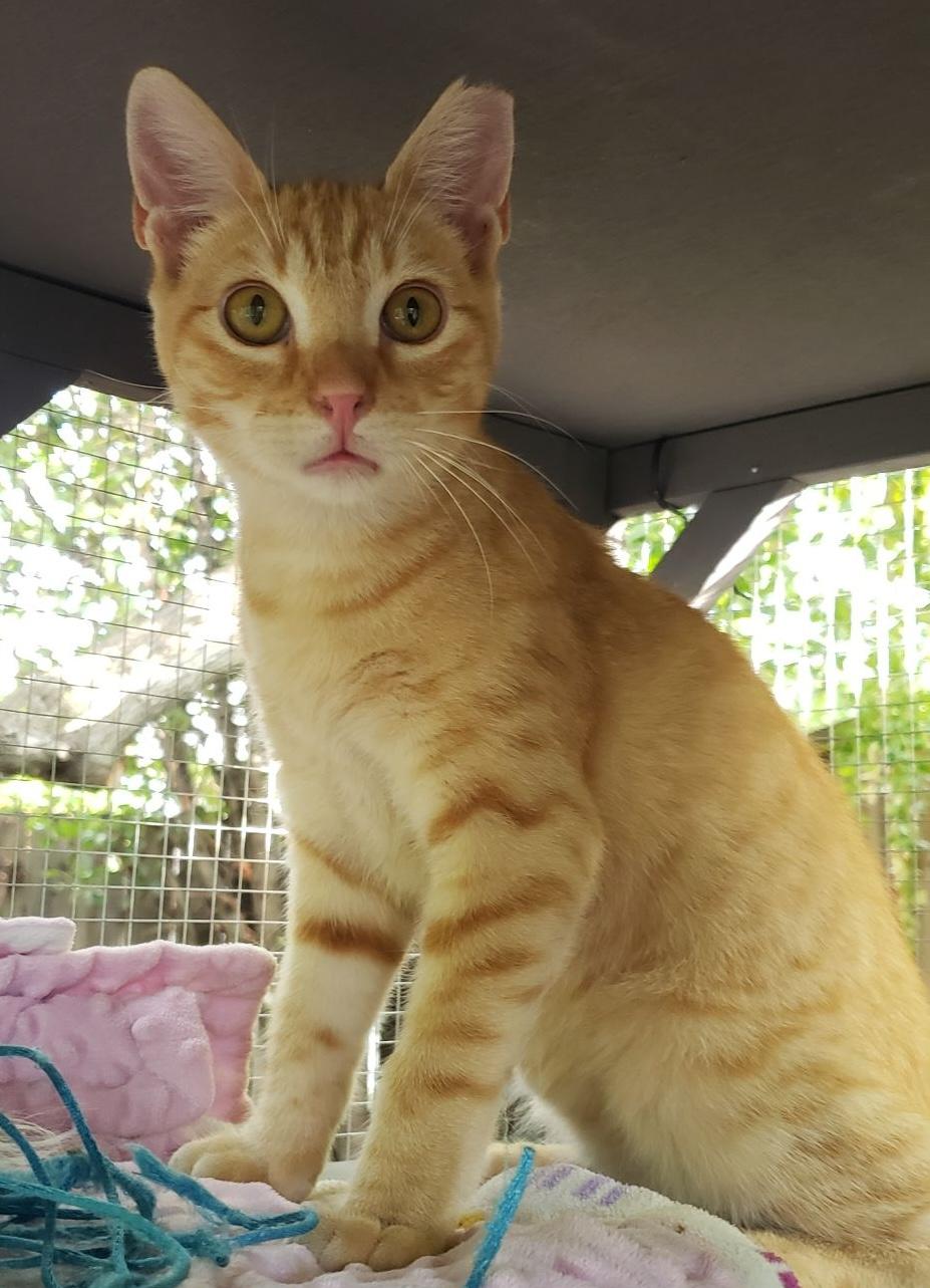 Enlarge Ricky (bonded with Rosie), an adopted Domestic Short Hair in Redwood City, CA image 4/5