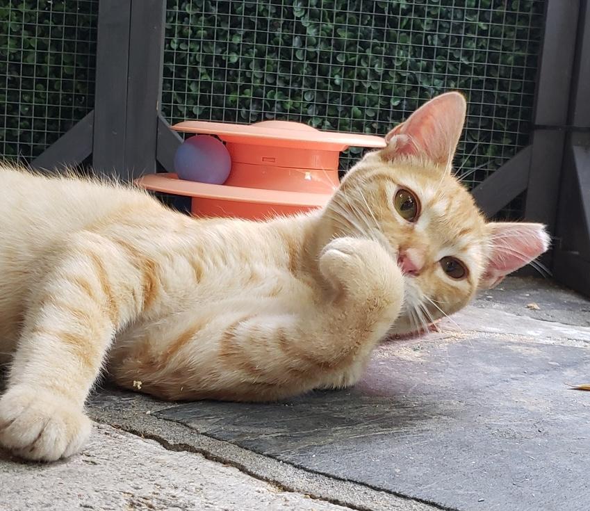 Enlarge Ricky (bonded with Rosie), an adopted Domestic Short Hair in Redwood City, CA image 3/5