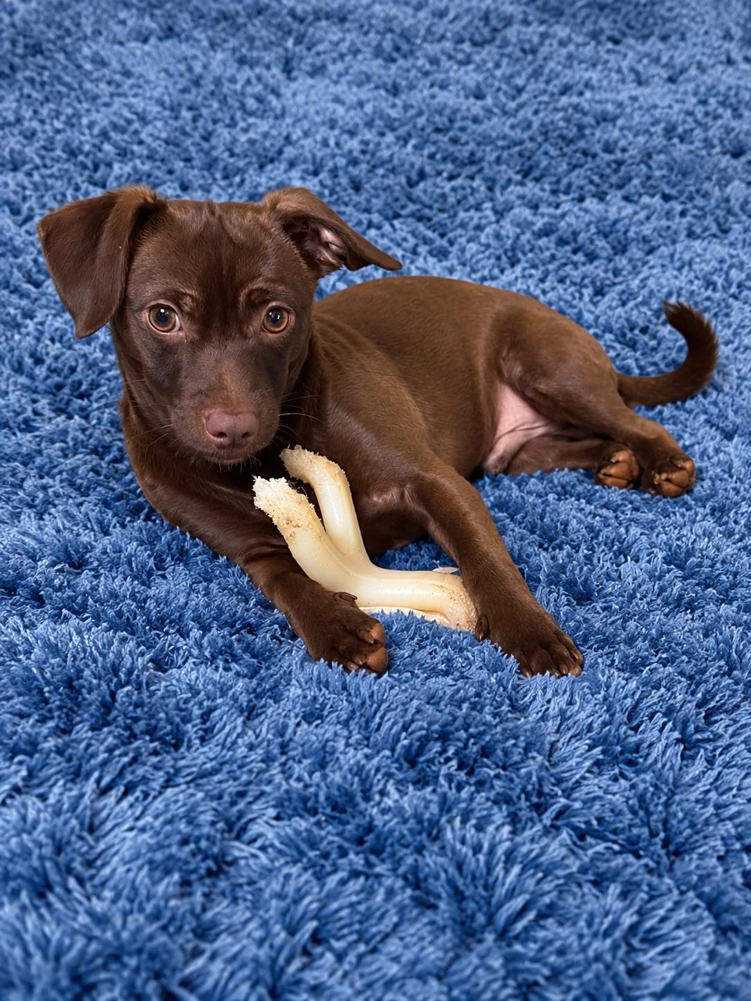Bourbon, Adopted, Adult Male Chiweenie.