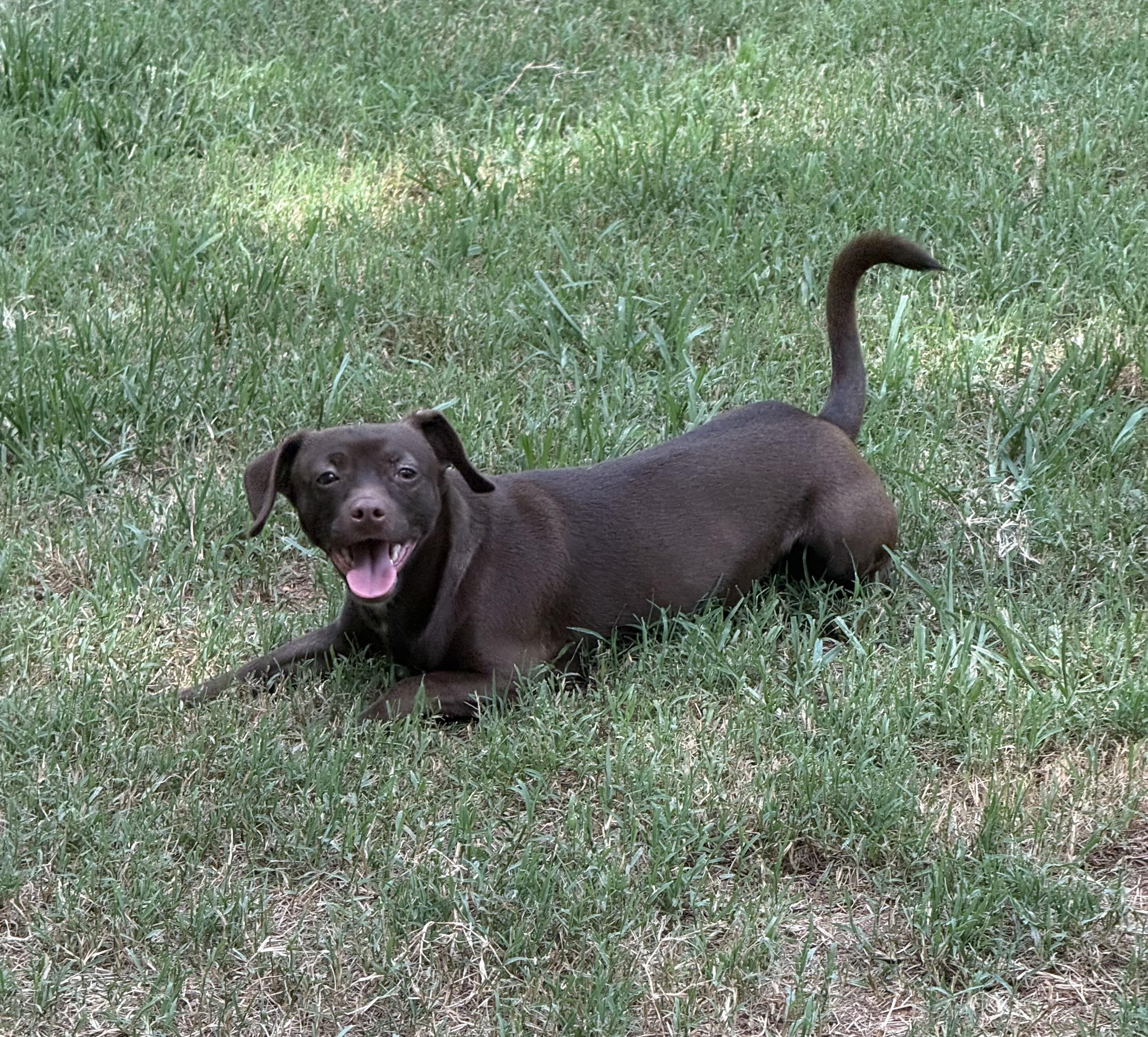 Enlarge Bourbon, a Adopted mixed breed in Kings Mountain, NC image 4/6