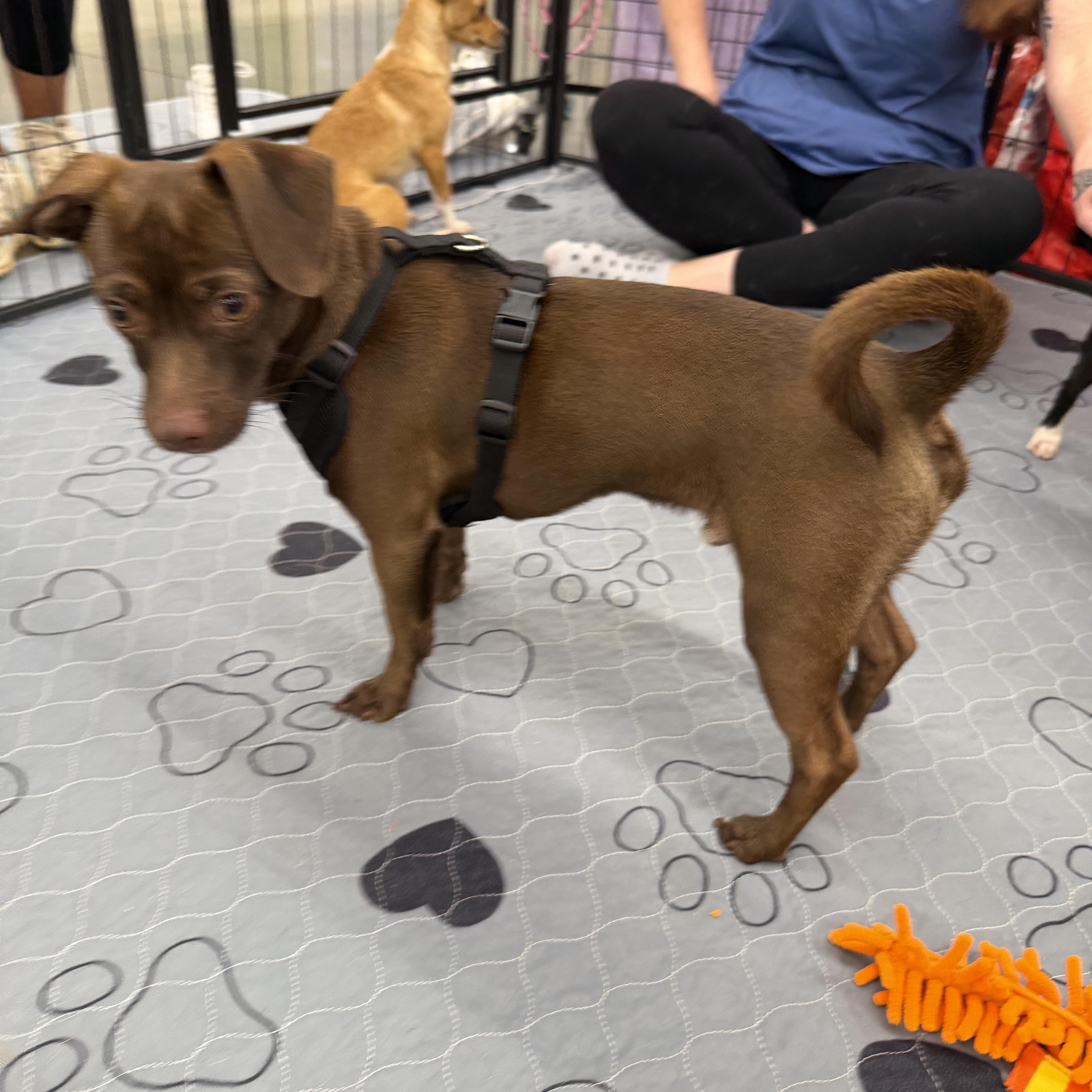 Enlarge Bourbon, a Adopted mixed breed in Kings Mountain, NC image 3/6