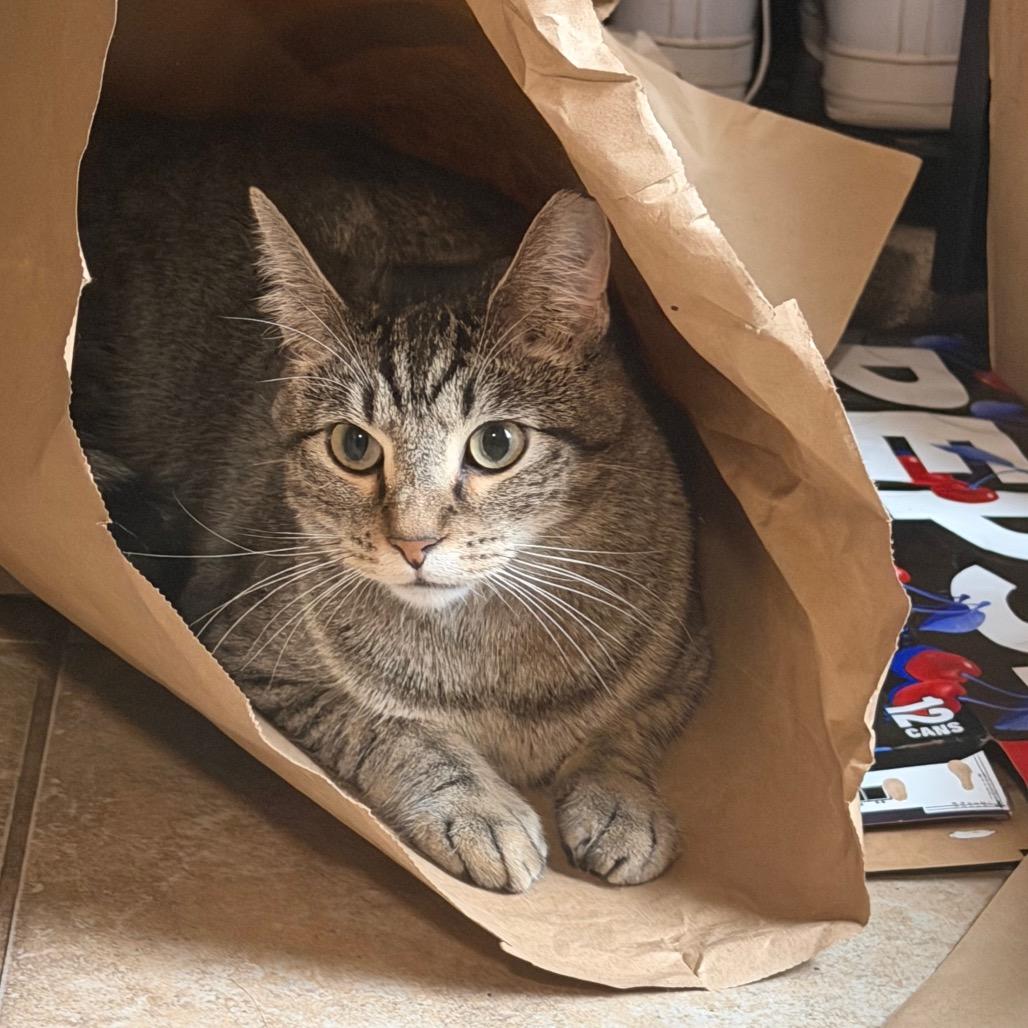 Enlarge Woody  *Meet me at Richfield Petsmart*, a Adoptable Domestic Short Hair in Champlin, MN image 2/6
