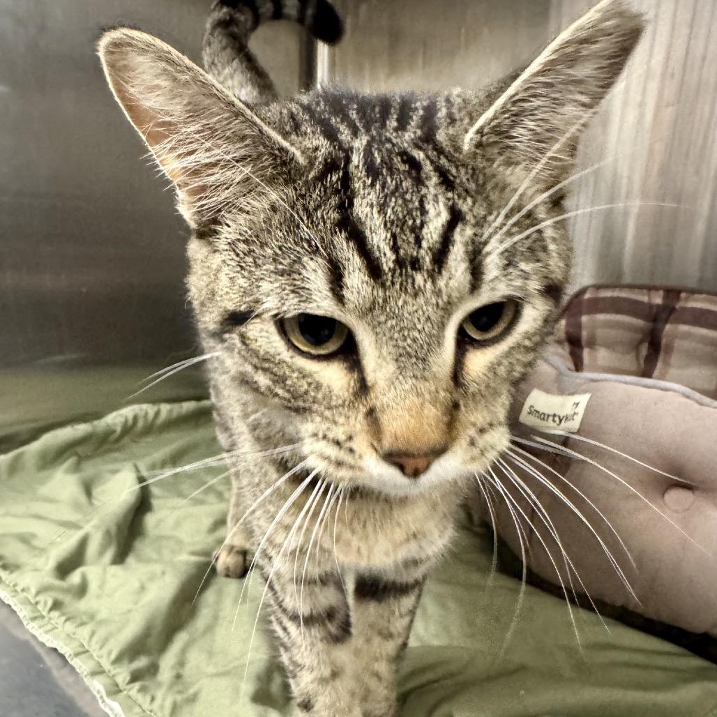 Enlarge Woody  *Meet me at Richfield Petsmart*, a Adoptable Domestic Short Hair in Champlin, MN image 3/6
