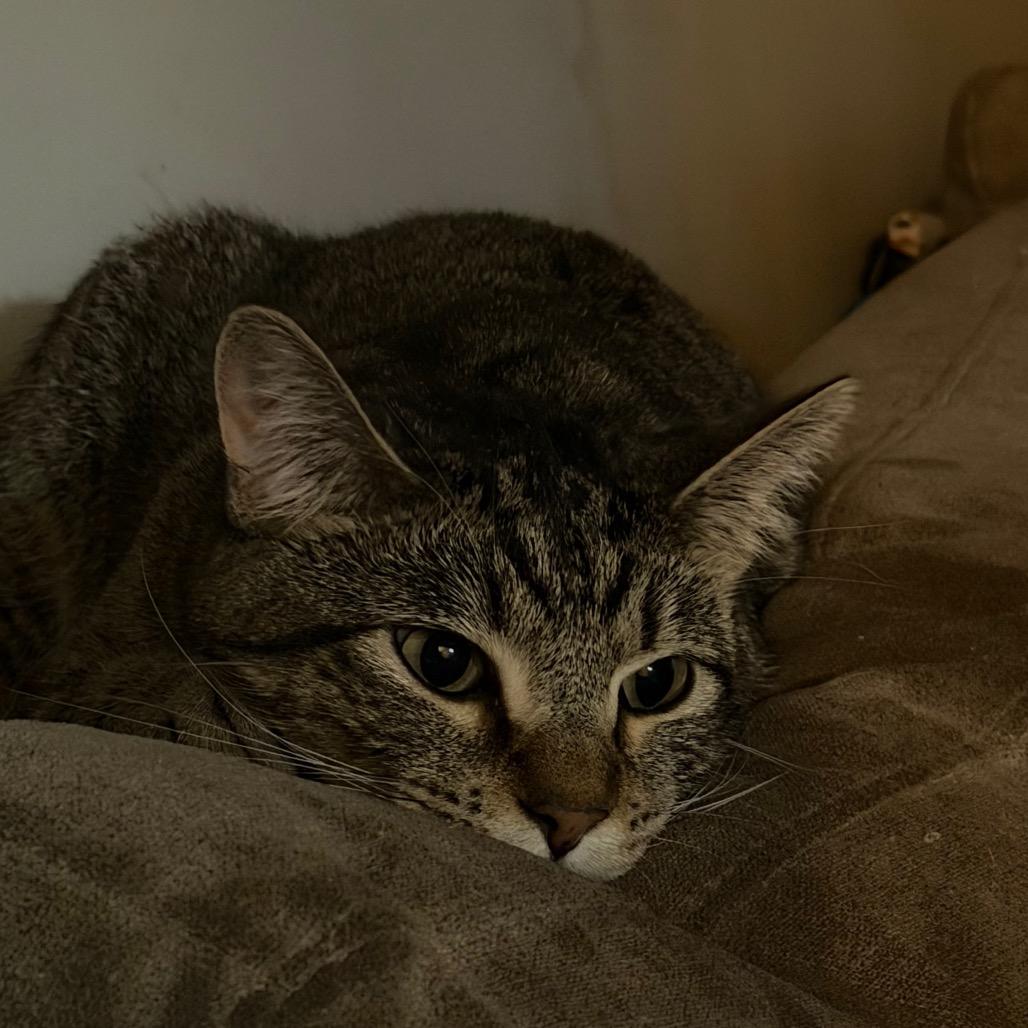 Enlarge Woody  *Meet me at Richfield Petsmart*, a Adoptable Domestic Short Hair in Champlin, MN image 4/6
