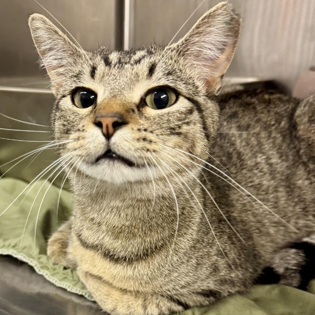 Enlarge Woody  *Meet me at Richfield Petsmart*, a Adoptable Domestic Short Hair in Champlin, MN image 1/6