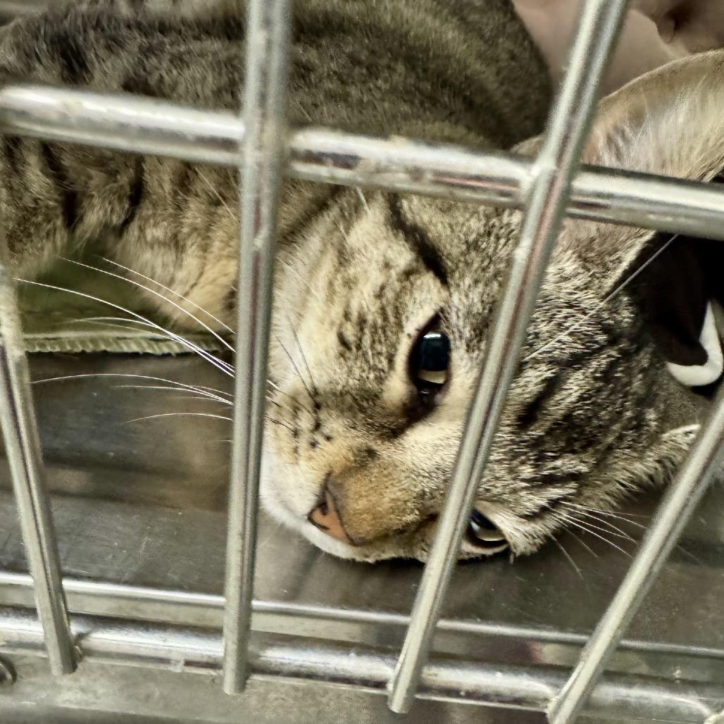 Enlarge Woody  *Meet me at Richfield Petsmart*, a Adoptable Domestic Short Hair in Champlin, MN image 5/6