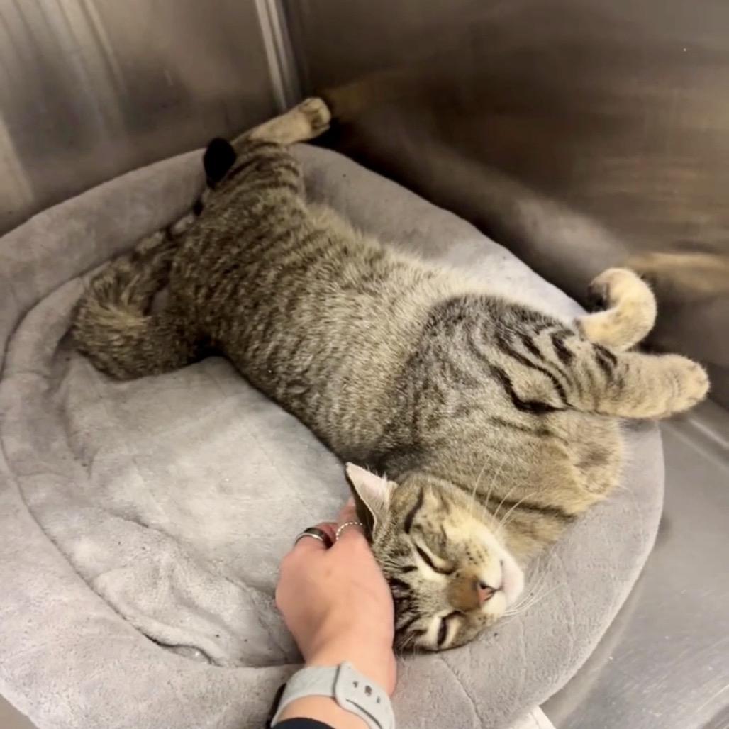 Enlarge Woody  *Meet me at Richfield Petsmart*, a Adoptable Domestic Short Hair in Champlin, MN image 6/6