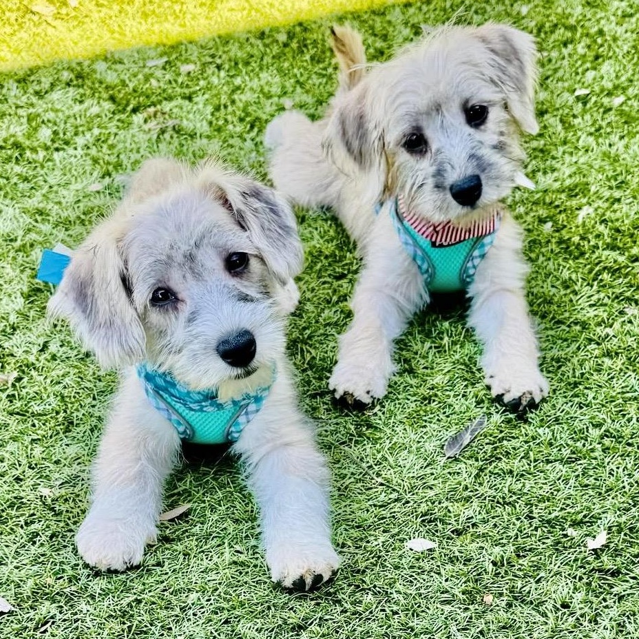 Miele Miller, an adoptable Miniature Schnauzer, Havanese in Plano, TX, 75093 | Photo Image 1