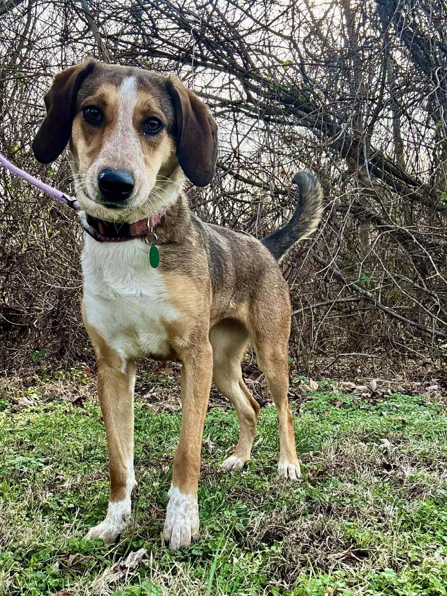 Enlarge REYA, a ADOPTABLE mixed breed in Waverly, TN image 4/5