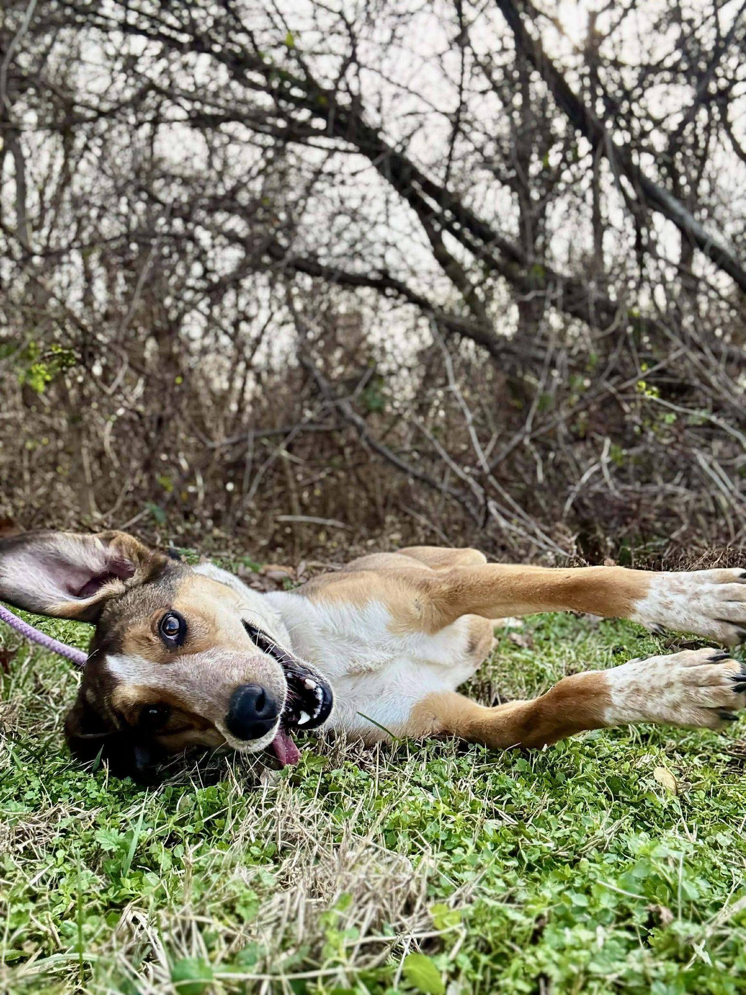 Enlarge REYA, a ADOPTABLE mixed breed in Waverly, TN image 3/5