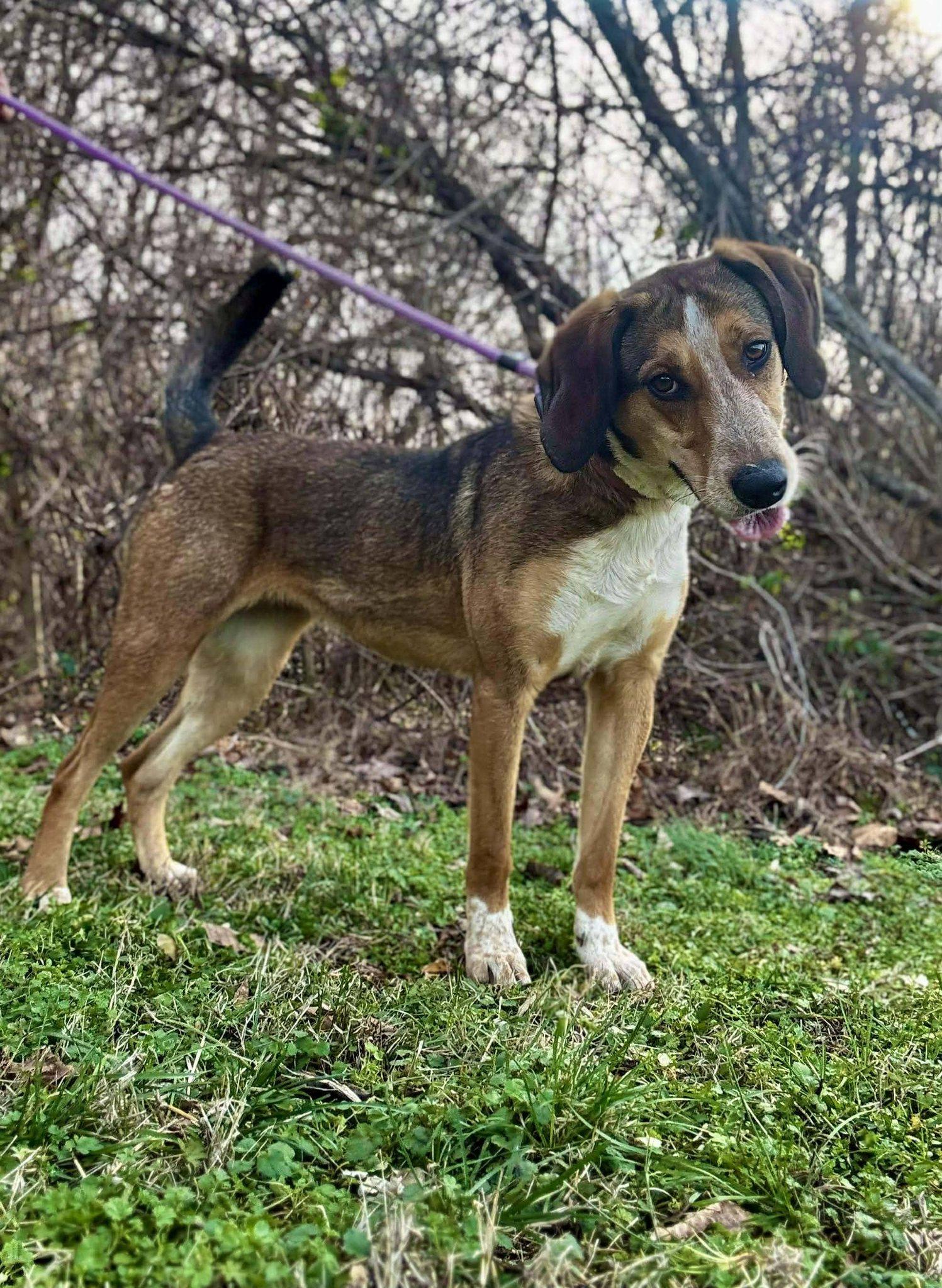 Enlarge REYA, a ADOPTABLE mixed breed in Waverly, TN image 1/5