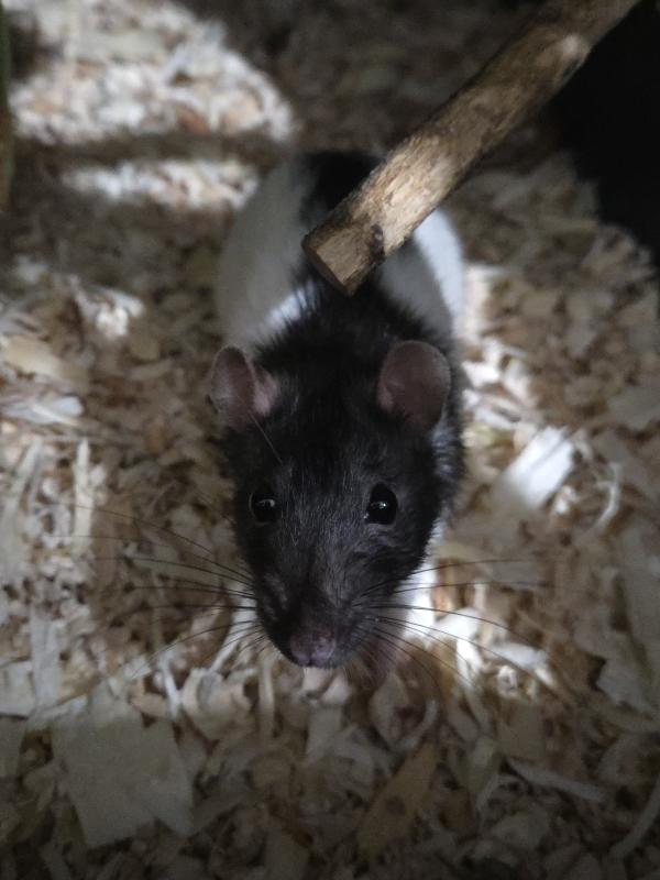 Yumi & Nami, ADOPTABLE, Adult Female Rat.