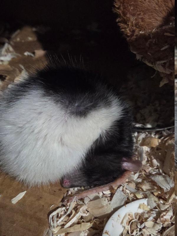 Enlarge Yumi & Nami, a ADOPTABLE Rat in Woonsocket, RI image 2/2