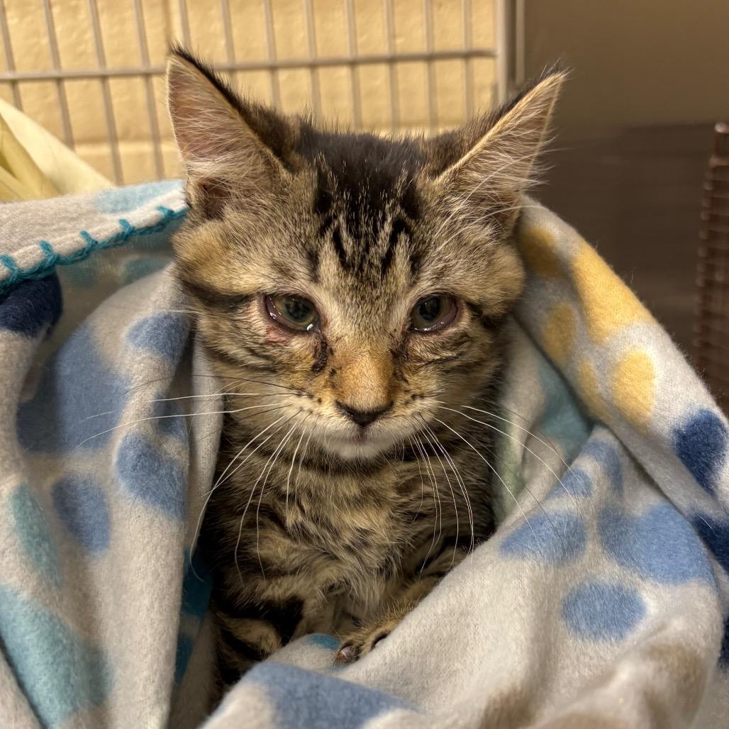 Trubbish, Adoptable, Kitten Male Domestic Short Hair.