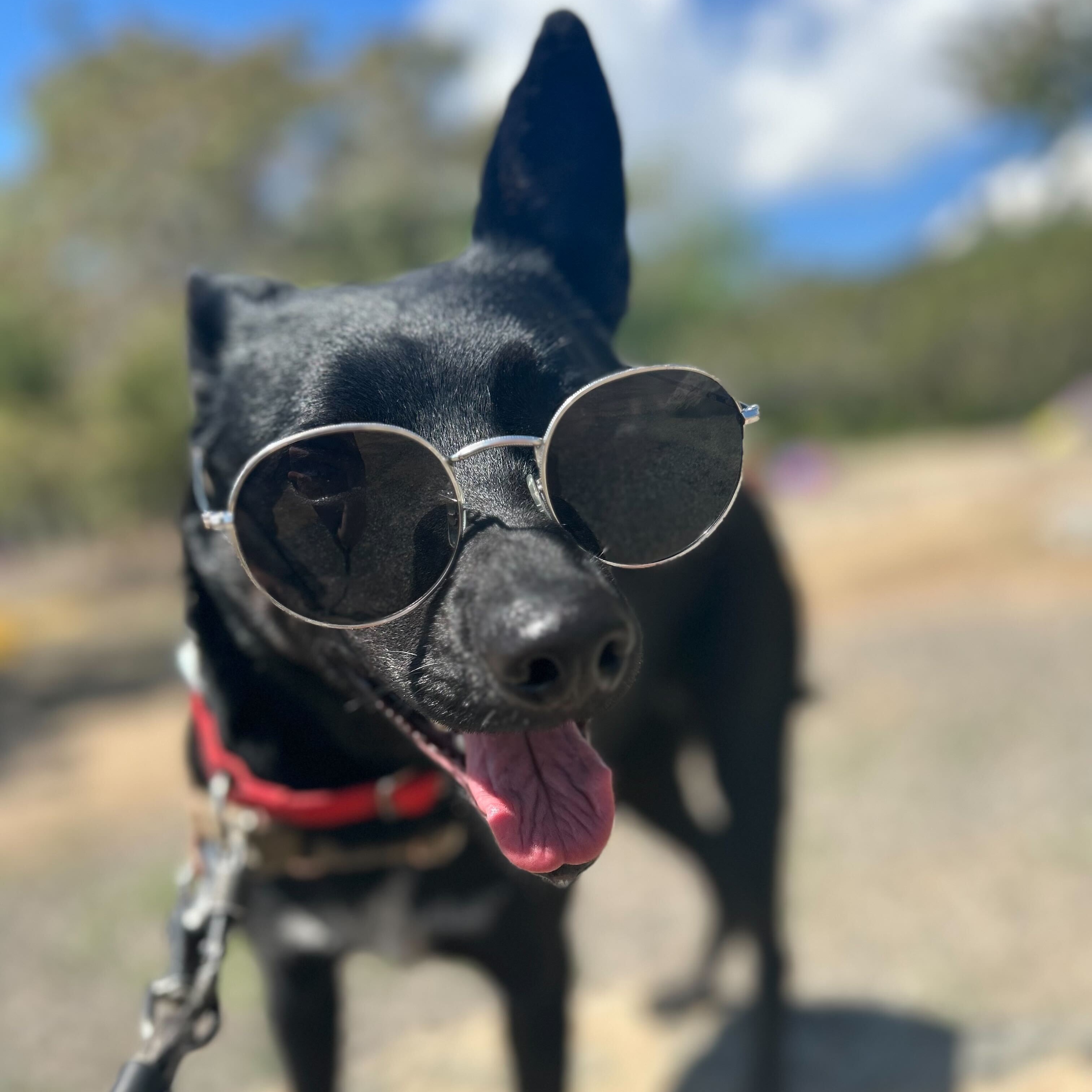 Zola, adoptable, Adult Female Cattle Dog.