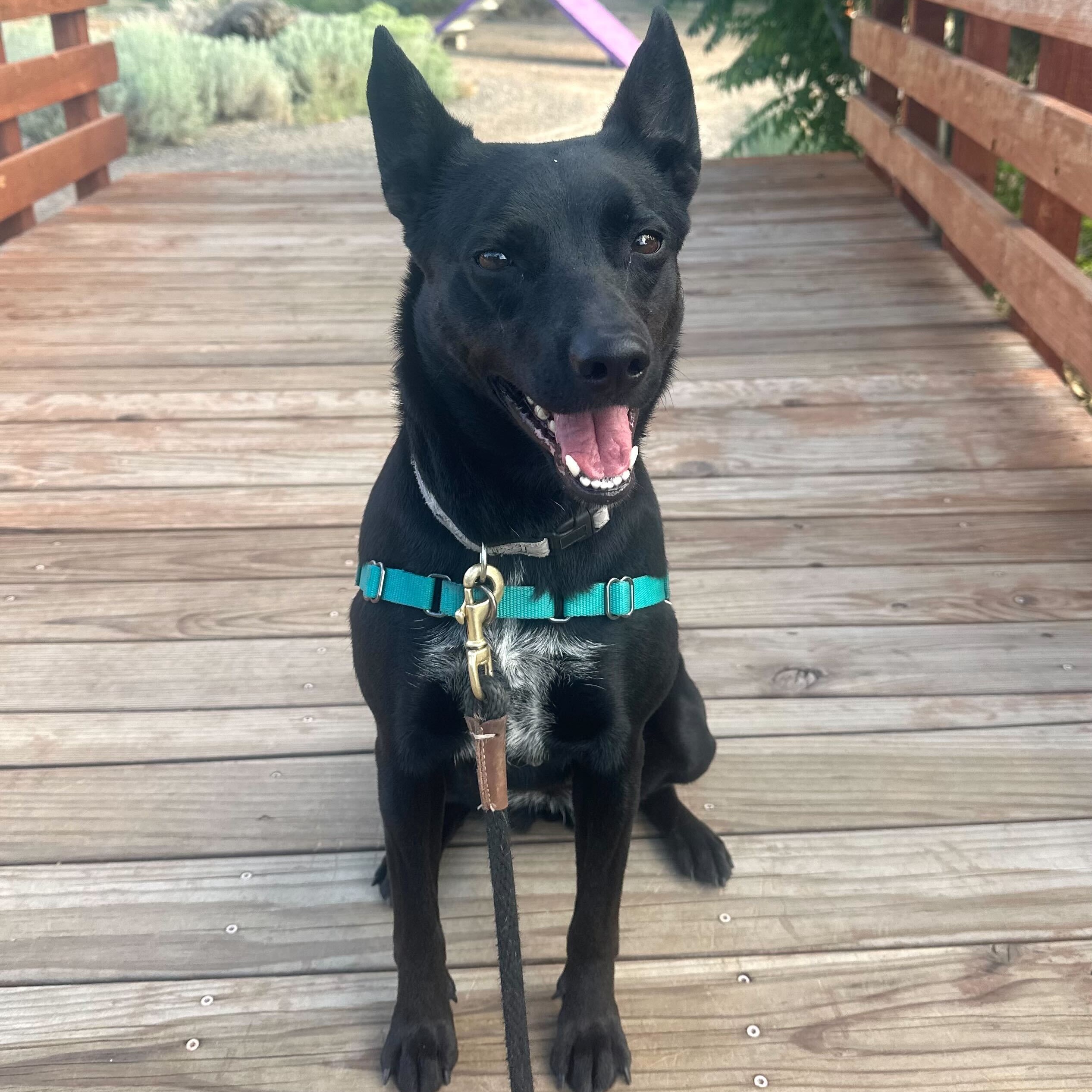 Enlarge Zola, an adoptable Cattle Dog in Washoe Valley, NV image 2/2