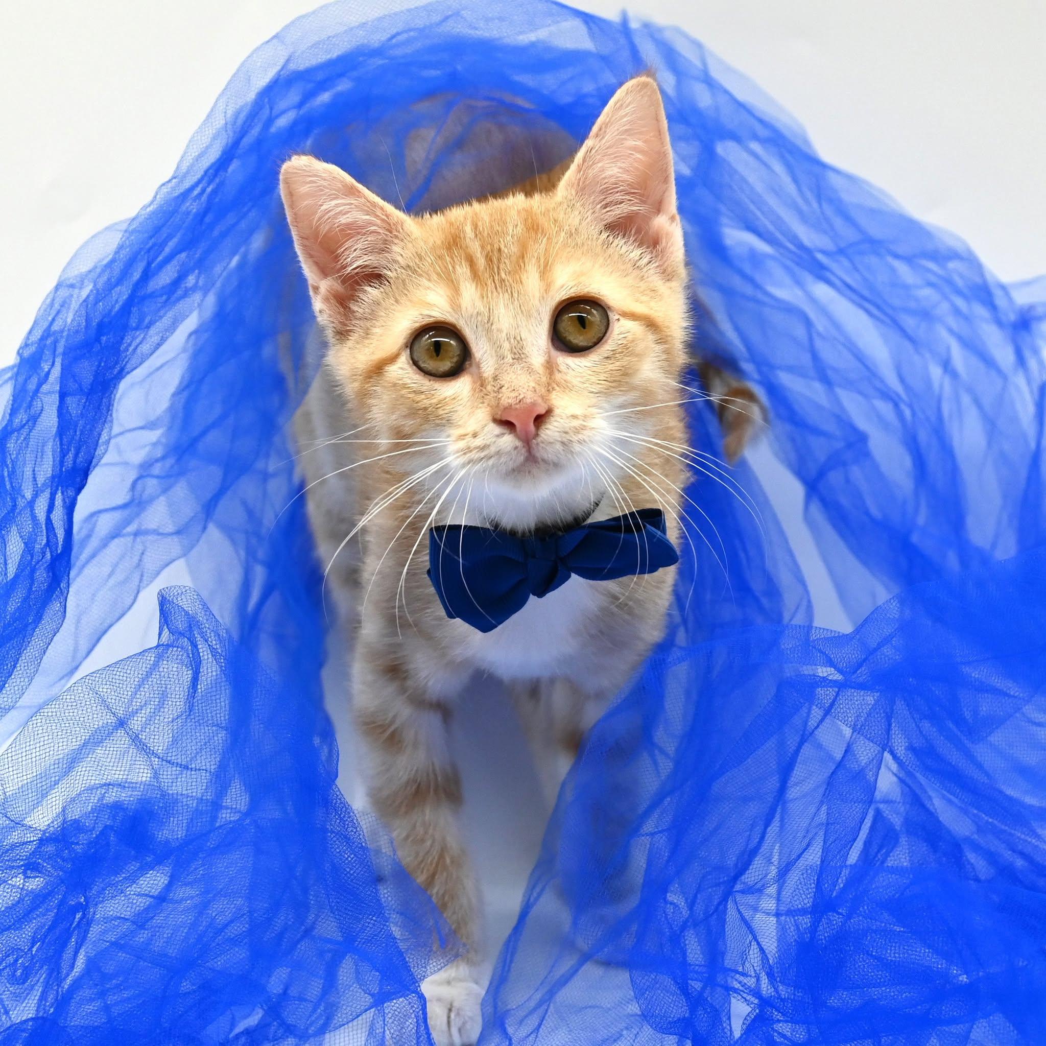 Lionel, Adoptable, Young Male American Shorthair.