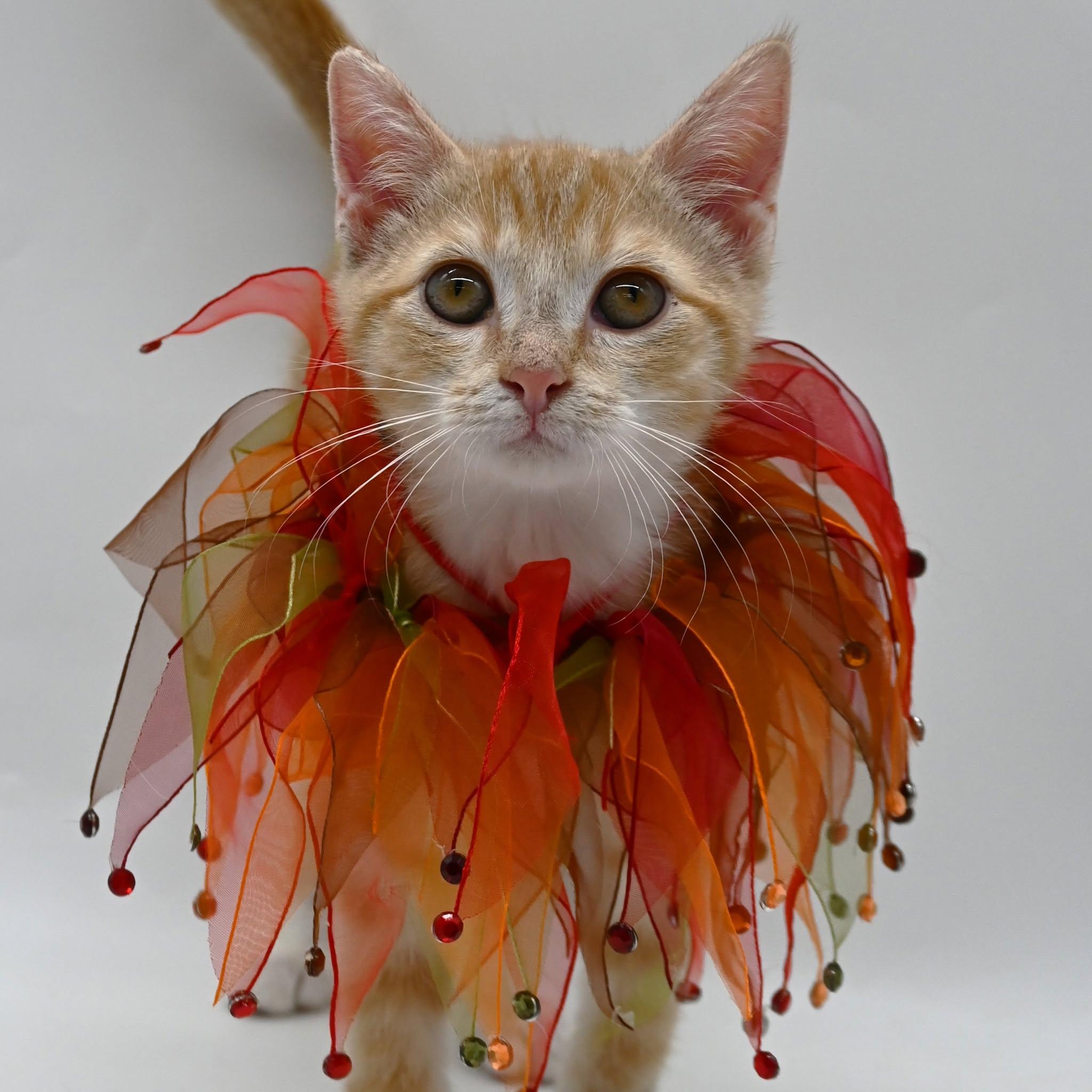 Enlarge Lionel, an adopted American Shorthair in South Amboy, NJ image 4/5