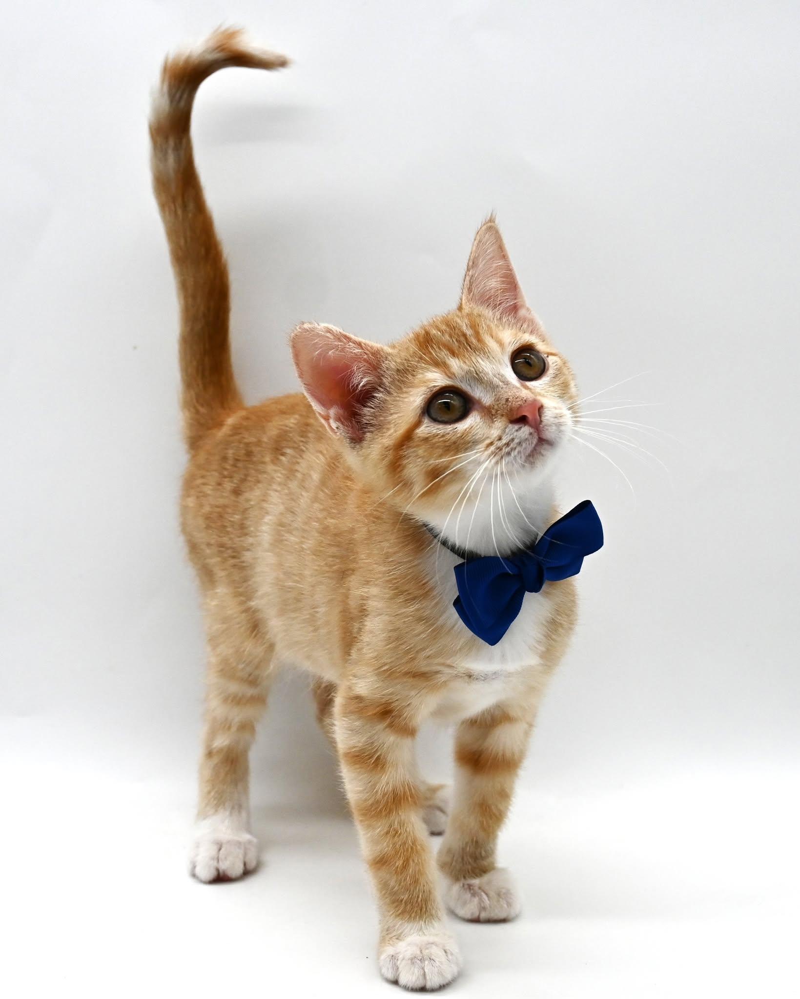 Enlarge Lionel, an adopted American Shorthair in South Amboy, NJ image 5/5