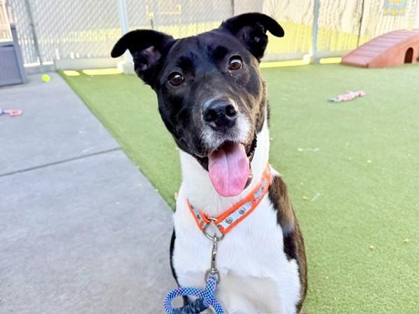 Bentley, Adoptable, Young Male Border Collie & Pit Bull Terrier.