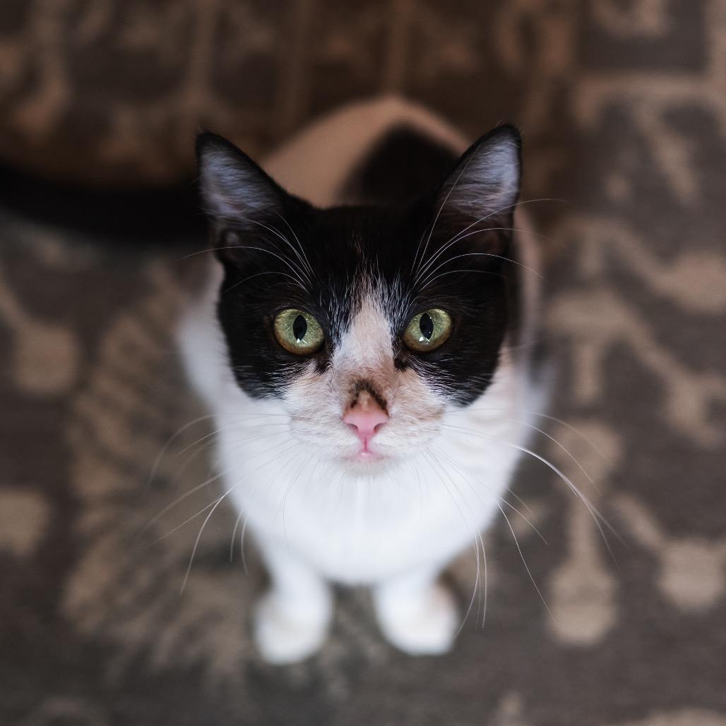 Jamboree** C65614, Adoptable, Adult Female Domestic Short Hair.