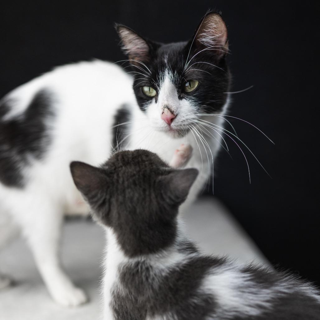 Jamboree** C65614, a Adoptable Domestic Short Hair in Minnetonka, MN image 2/6