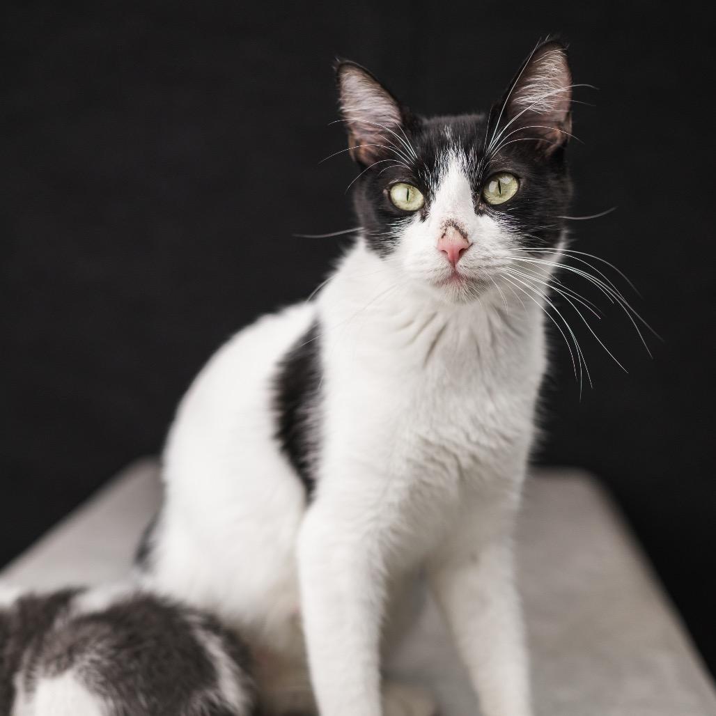 Jamboree** C65614, a Adoptable Domestic Short Hair in Minnetonka, MN image 3/6
