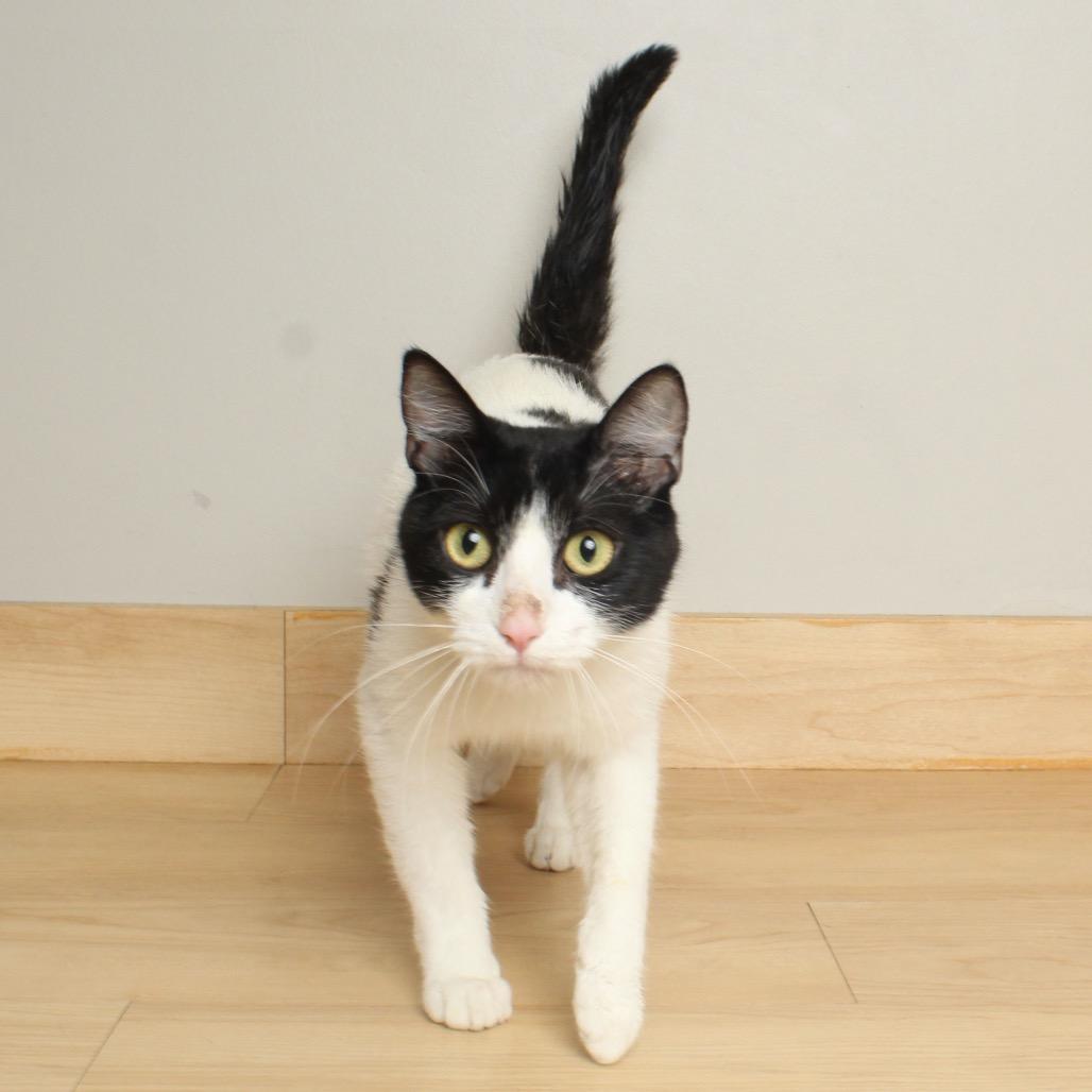 Jamboree** C65614, a Adoptable Domestic Short Hair in Minnetonka, MN image 4/6