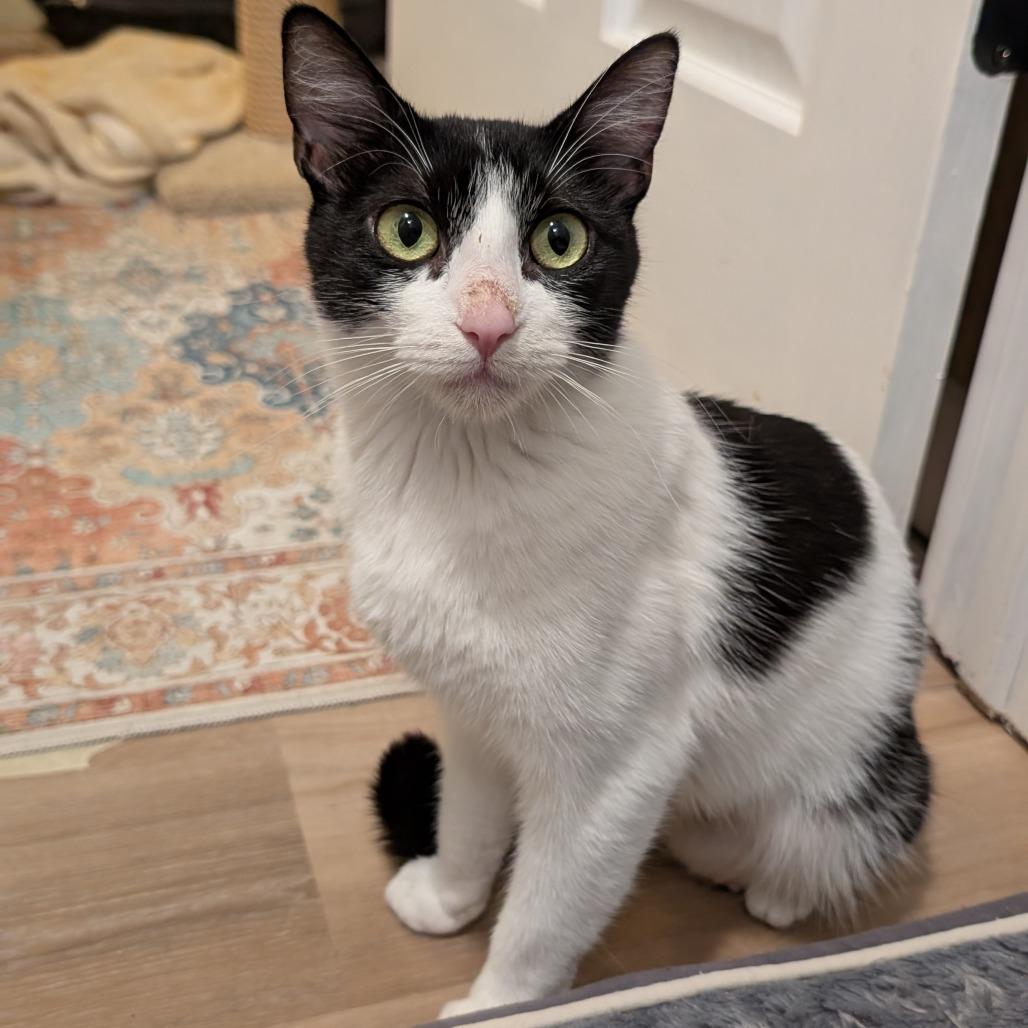 Jamboree** C65614, a Adoptable Domestic Short Hair in Minnetonka, MN image 5/6